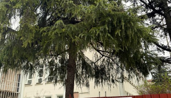 İL HALK KÜTÜPHANESİ SÖKÜM VE YIKIMA HAZIRLIK